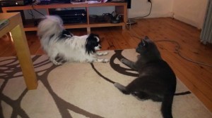 C'mon....just play with me Oska!