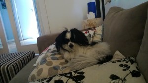 Jaxon loves to sleep after a big day at Club