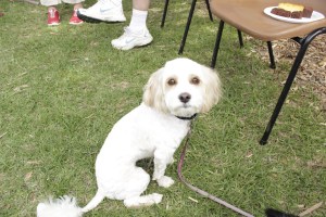 If I'm really good, can I have a brownie?