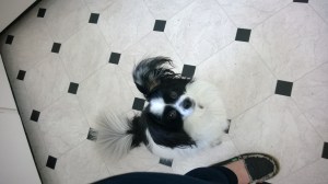 Four (paws) on the floor