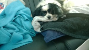 Why won't you stop the music? Why is dad singing??