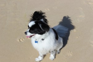 Go to the beach lots