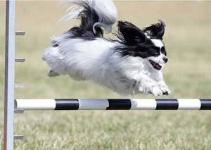 Jaxon in full flight!   Photo Courtesy of Pinnacle Photography. 