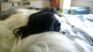 Dreaming about agility...