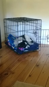 My 2014 resolution: Never let the cats in my crate! (If you notice I'm actually sleeping close to the door so they can't get it!)