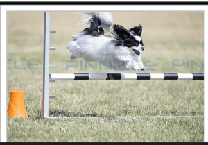 Have fun at agility!