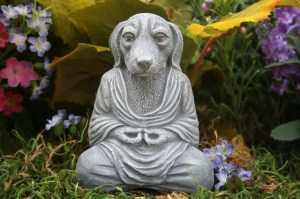 Bhudda dog