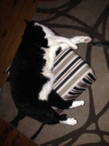 Paws crossed the cat likes sleeping here better...