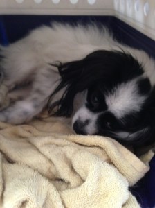 So I decided to steal their crate instead. hahahaaa