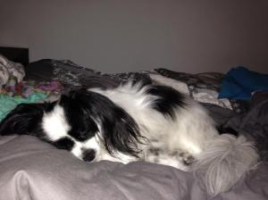 I took to sleeping on the bed to confuse them...