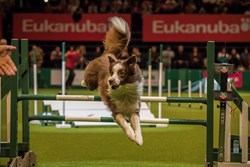 Crufts agility