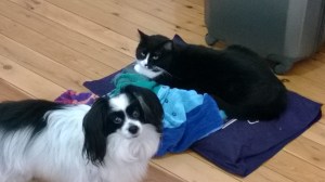 No matter where my mat was, there was the cat...