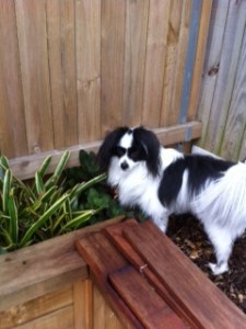 Then chase the cat to try and make friends...