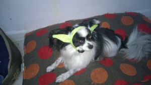 Embarrased me you have. Pee in your shoes I will. 